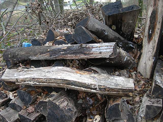 Nel  Regno  della  Jurana